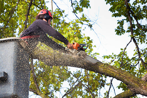 Best Tree Cabling and Bracing  in Coal City, WV